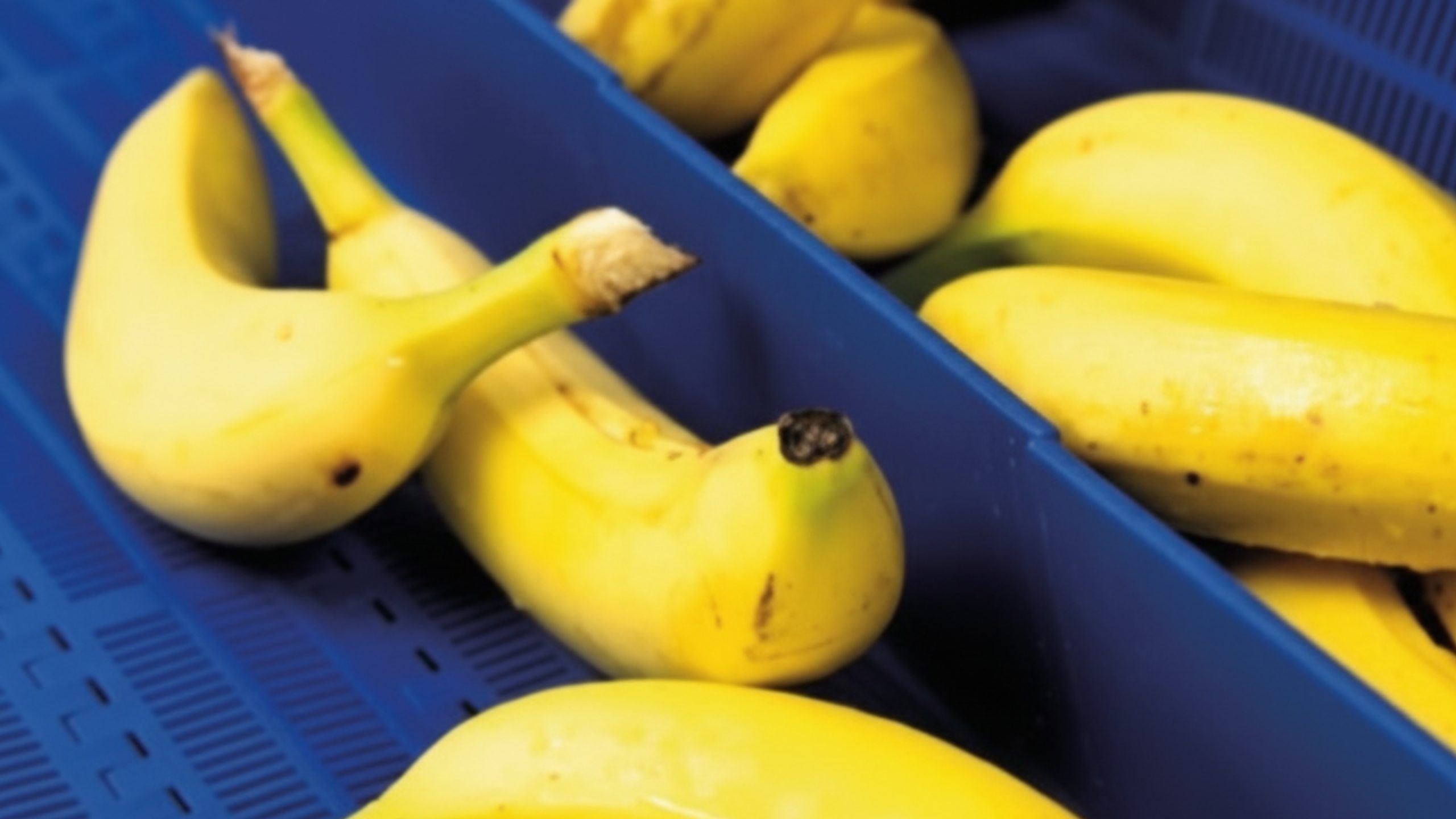 Modular Belts with Bananas