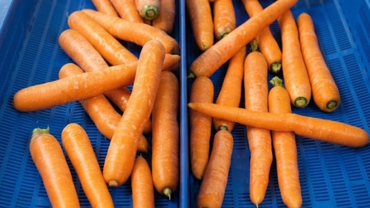 Carrots on a blueline conveyor belt